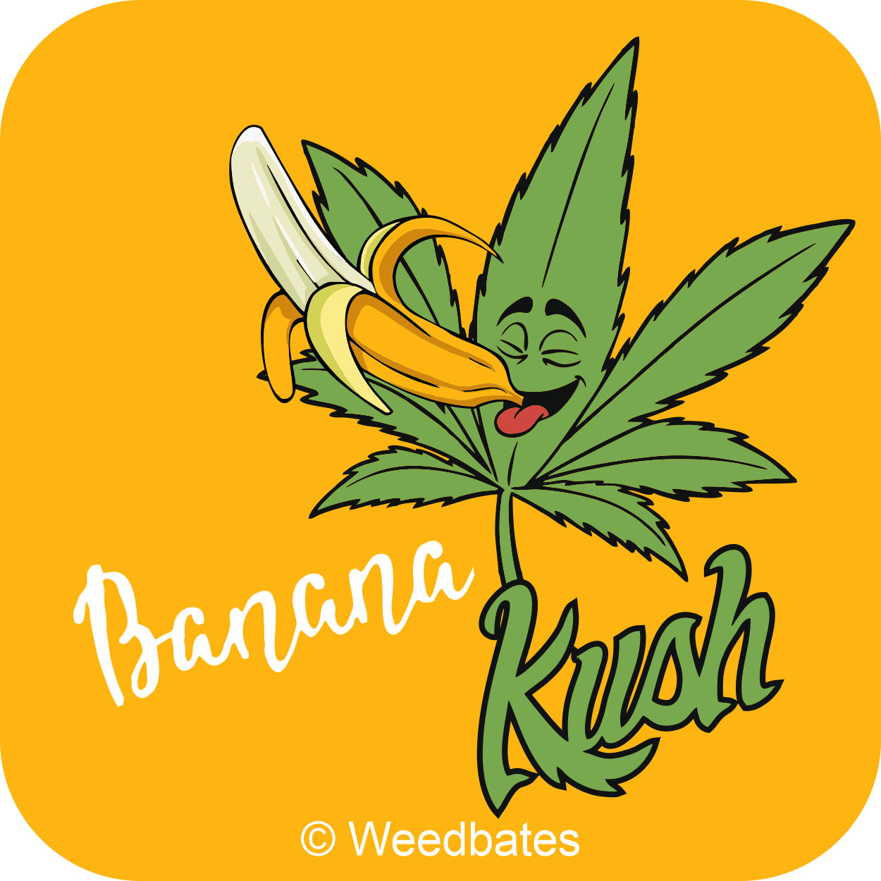growing Banana Kush cannabis strain