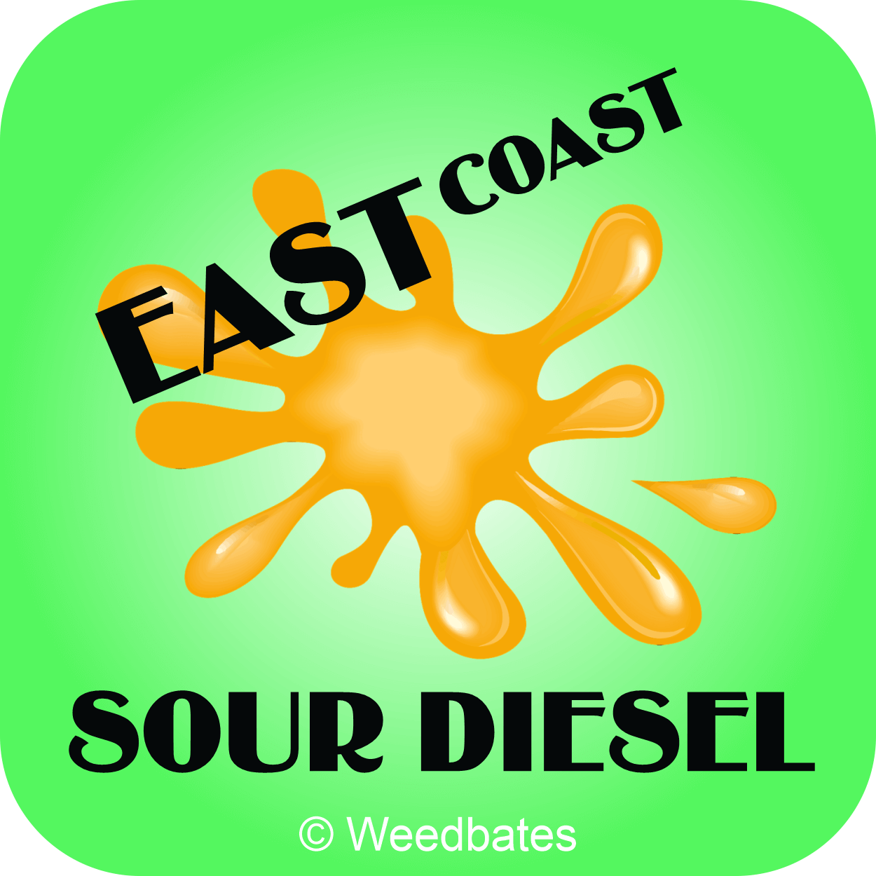 growing East Coast Sour Diesel weed