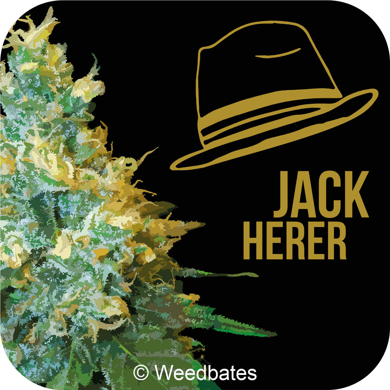 growing Jack Herer marijuana strain