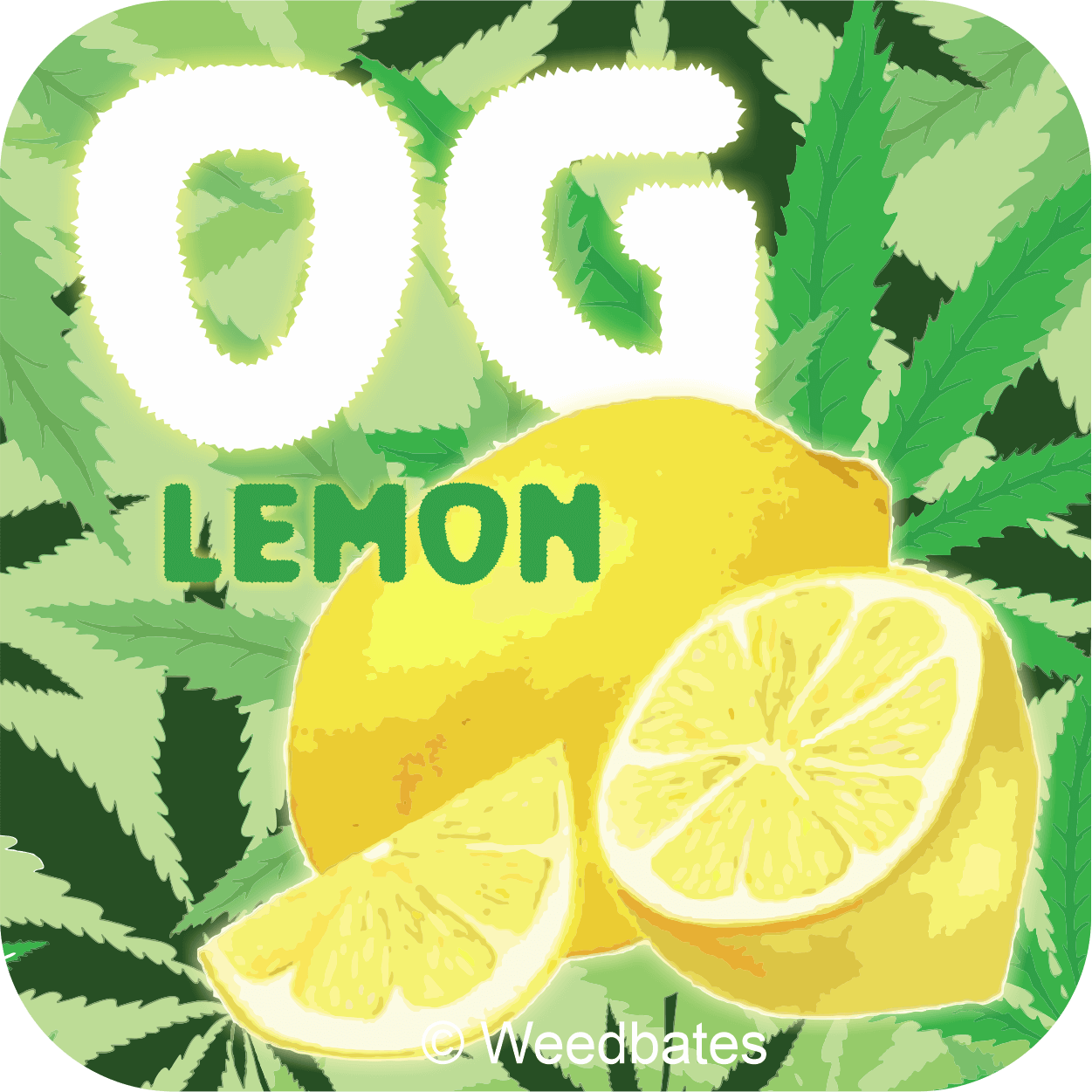 growing Lemon OG cannabis strain